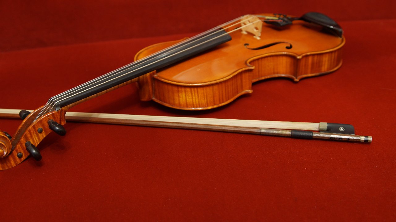 viola viola